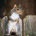 Squirrel - Johns Creek, GA