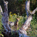 Coyote - Great Smoky Mountains NP, TN