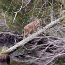 Bobcat - Alligator River NWR, NC