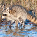 Raccoon - Chincoteague NWR, VA