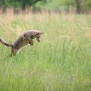 Coyote - Great Smoky Mountains NP, TN