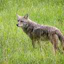 Coyote - Great Smoky Mountains NP, TN
