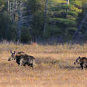 Moose - Baxter SP, ME