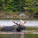 Moose - Baxter SP, ME