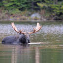 Moose - Baxter SP, ME