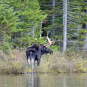 Moose - Baxter SP, ME