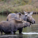 Moose - Baxter SP, ME