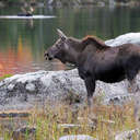 Moose - Baxter SP, ME