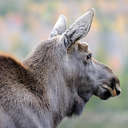 Moose - Baxter SP, ME