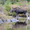 Moose - Baxter SP, ME