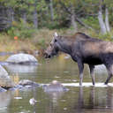 Moose - Baxter SP, ME