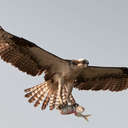 Osprey - Topsail Island, NC