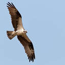 Osprey - Topsail Island, NC