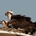 Osprey - Topsail Island, NC