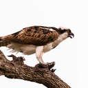 Osprey - Myakka River SP, FL