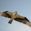 Osprey - Hog Island NWR VA