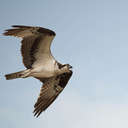 Osprey - Hog Island NWR VA