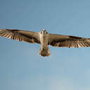 Osprey - Hog Island NWR VA