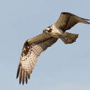 Osprey - Hog Island NWR VA