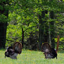 Wild Turkey - Great Smoky Mountains NP, TN