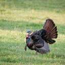 Wild Turkey