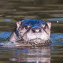 River Otter - Chincoteague NWR, VA