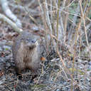 River Otter - Alligator River NWR, NC