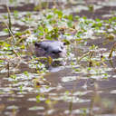 River Otter - Huntington Park VA