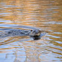 River Otter - Alligator River NWR, NC