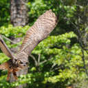 Great Horned Owl - Callaway Gardens, GA