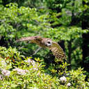 Barred Owl - Callaway Gardens, GA