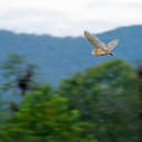Barn Owl - Great Smoky Mountains NP, TN