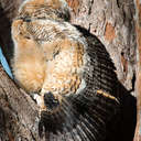 Great Horned Owl - Fort De Soto Park, FL