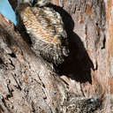 Great Horned Owl - Fort De Soto Park, FL