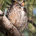 Great Horned Owl - Fort De Soto Park, FL
