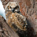 Great Horned Owl - Fort De Soto Park, FL