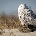 Snowy Owl - Chincoteague NWR, VA