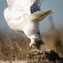 Snowy Owl - Chincoteague NWR, VA