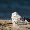 Snowy Owl - Chincoteague NWR, VA