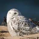 Snowy Owl - Chincoteague NWR, VA