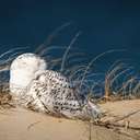 Snowy Owl - Chincoteague NWR, VA