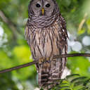 Barred Owl - Johns Creek, GA