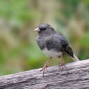 Slate-colored Junco - Brasstown Bald, GA