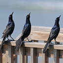 Boat-tailed Grackle - Topsail Beach, NC
