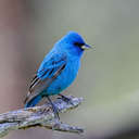 Indigo Bunting