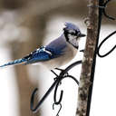 Blue Jay - Johns Creek, GA