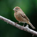 House Finch - Johns Creek, GA