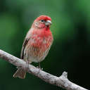 House Finch - Johns Creek, GA