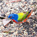 Painted Bunting - Merritt Island NWR, FL