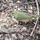 Painted Bunting - Merritt Island NWR, FL